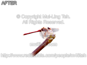 "Relaxing in Contemplation in the Temporary Season" by Mui-Ling Teh with the background removed.