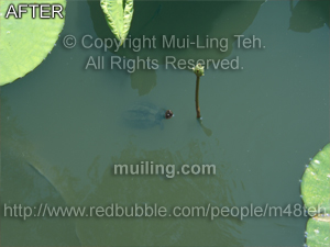Edited version of "Little Sprouts" by Mui-Ling Teh