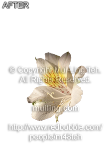 "Morning Bloom" by Mui-Ling Teh with the background removed.