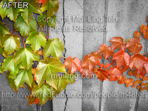 Enhanced, and selectively coloured, version of "Splitting Season" by Mui-Ling Teh