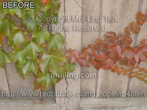 Raw version of "Splitting Season" by Mui-Ling Teh