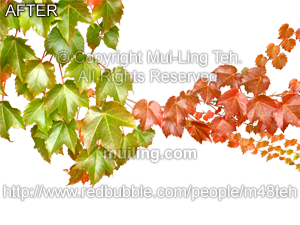 "Splitting Season" by Mui-Ling Teh with background removed