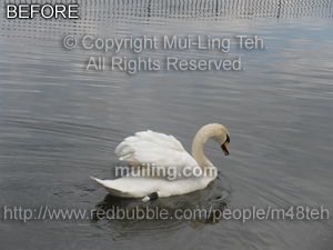 Raw swan photo by Mui-Ling Teh