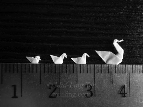 "3cm Family Swim" by Mui-Ling Teh